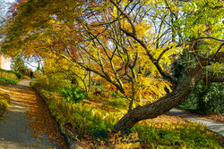 Hardt Herbst 2014-11, Wuppertal, Samsung