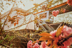 Foto des Monats April mit Kirschblueten in Wuppertal_Foto Silke Frowein