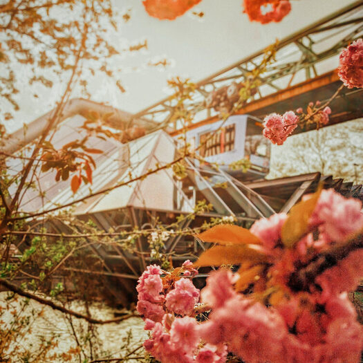 Foto des Monats April mit Kirschblueten in Wuppertal_Foto Silke Frowein