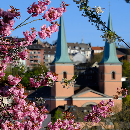 WMG_Foto des Monats 04 2026_Blick durch die Kirschblüten_Foto Beate Klahold Instaname 10time29